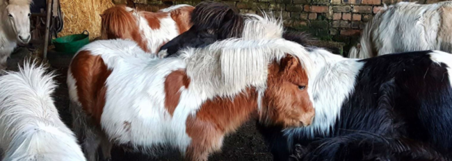 Pony_Glendale Shetland Ponies de Eladon