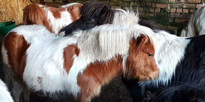 Pony_Glendale Shetland Ponies de Eladon